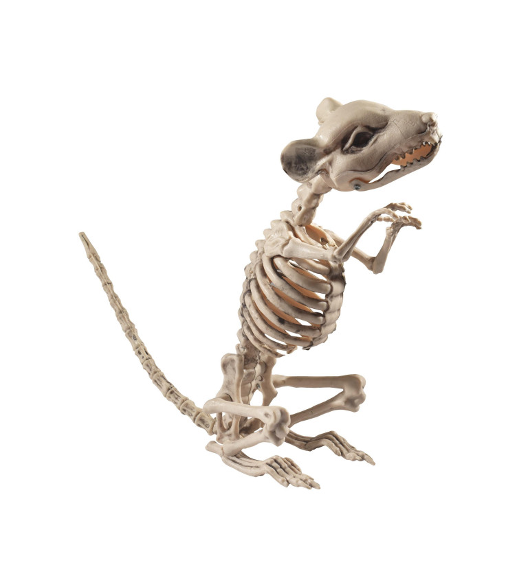Csontváz - Patkány